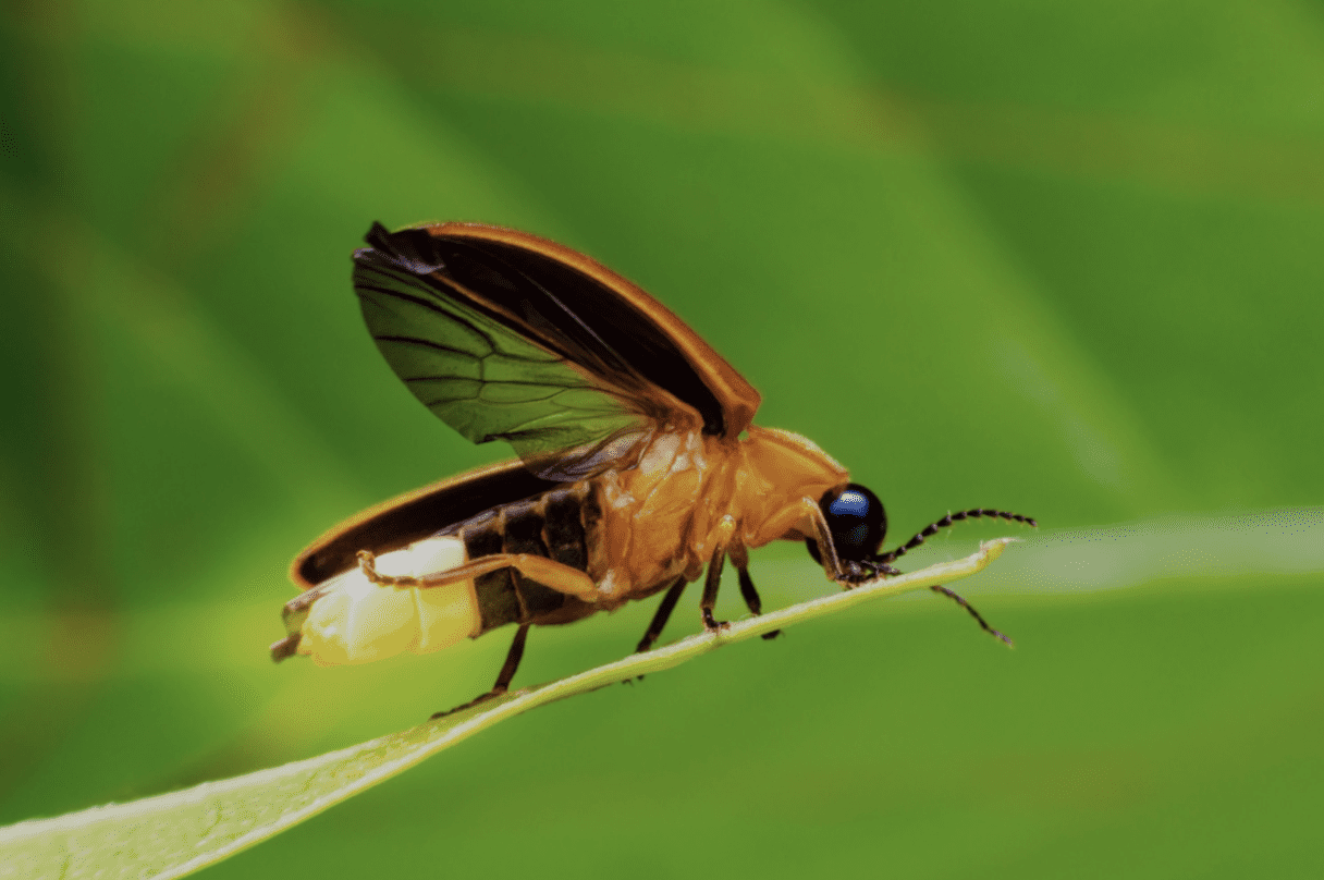 Fireflies: A Beneficial Insect - Alabama Cooperative Extension System