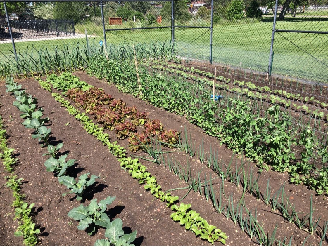 A Guide To Starting A Community Garden Alabama Cooperative Extension 