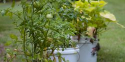 Tomato plants in bucket container gardens.