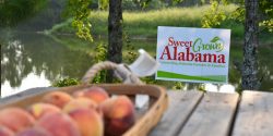 sweet grown alabama sign by a basket of peaces by the lake