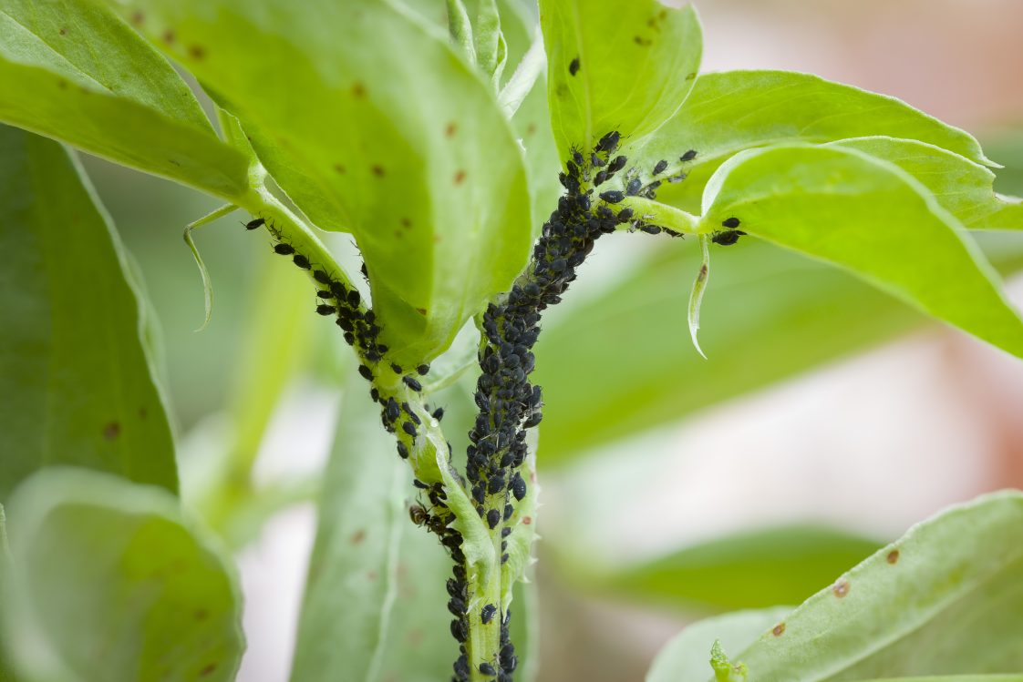 Garden Bugs: Insect Pest Management in Home Vegetable Gardens - Alabama ...