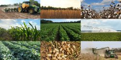 A collage of images showing different aspects of row crops in Alabama.