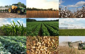 A collage of images showing different aspects of row crops in Alabama.