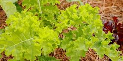 Green and red lettuce growing in a raised bed with pine straw mulch.