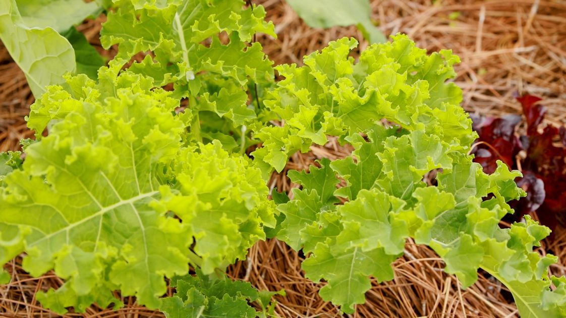 Green and red lettuce growing in a raised bed with pine straw mulch.