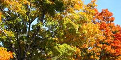 Fall color in trees