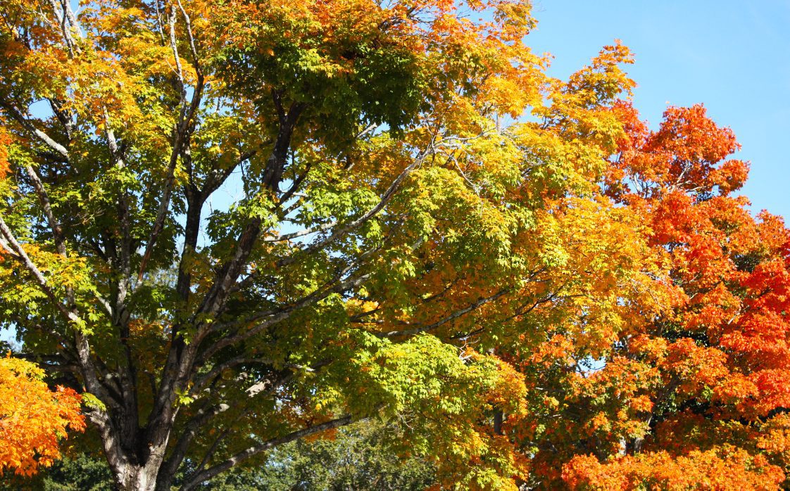 Fall color in trees