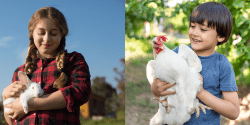 A collage of two images: one with a young girl holding a white rabbit and the other of a young boy holding a while chicken.