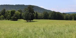 ryegrass growing in a pasture