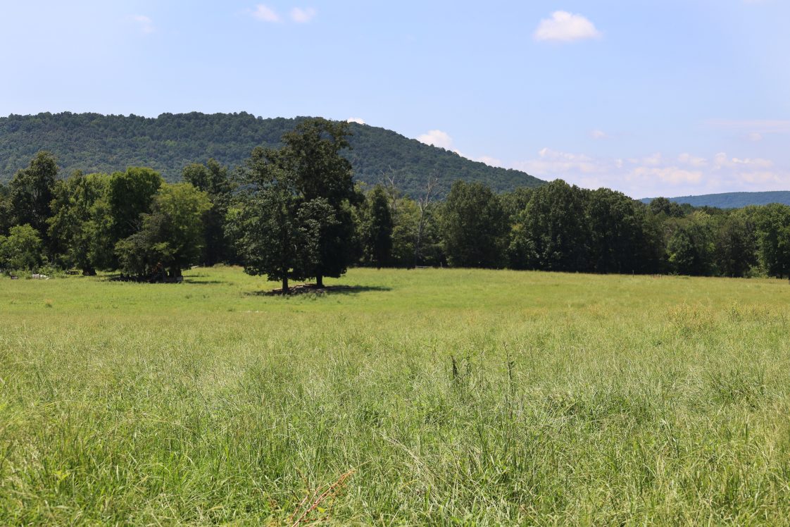 ryegrass growing in a pasture