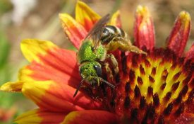 Halictid bee on blanket flower