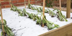 A garden damaged from a freeze.