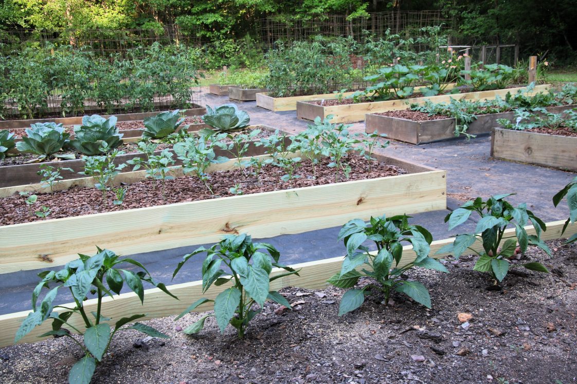 Raised Bed Gardening - Alabama Cooperative Extension System