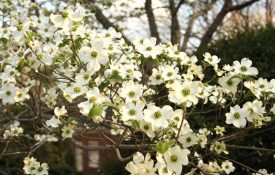 A flowering dogwood tree in full bloom.