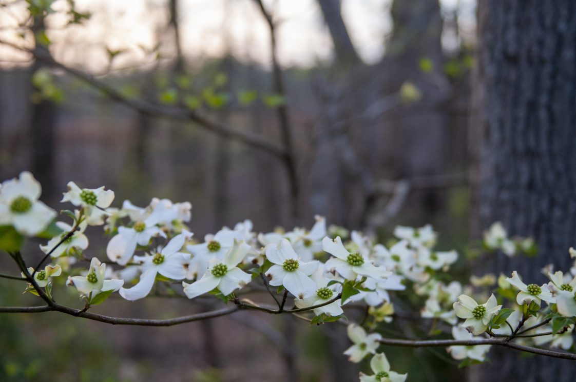 A blooming dogwood tree.