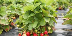 A closeup of a strawberry plant with fruit on it.