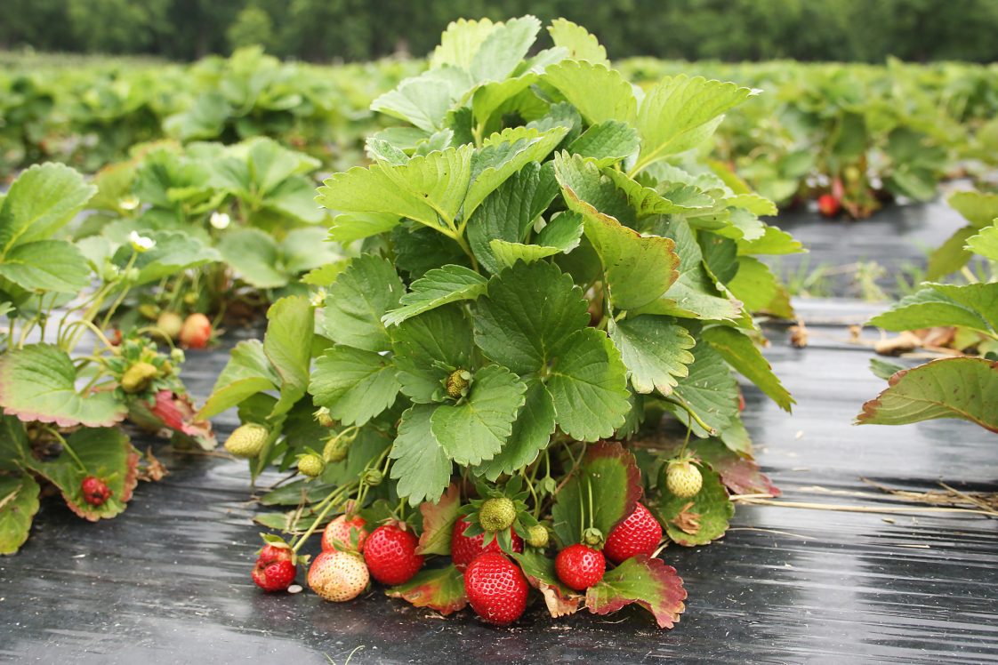 A closeup of a strawberry plant with fruit on it.