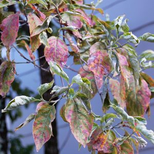 Dogwood leaves in decline