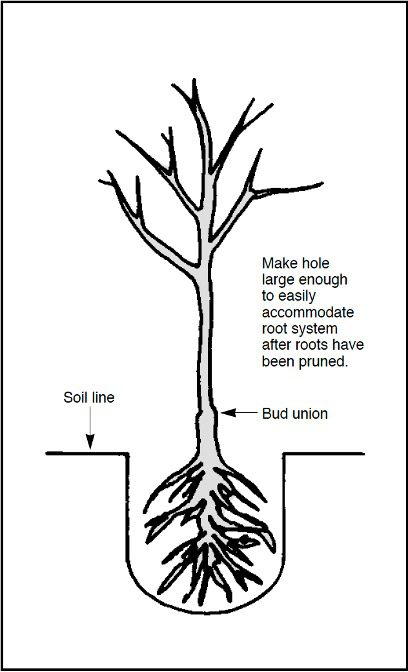 Figure 2. How to plant bare-root fruit trees.