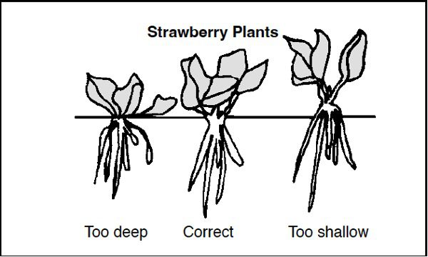 Figure 3. How to plant strawberries.