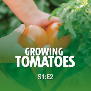 Growing Tomatoes From the Ground Up! Season 1 Episode 2