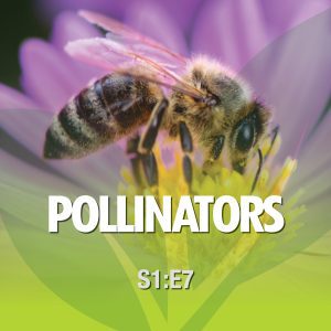 Pollinators From the Ground Up! Season 1 Episode 7