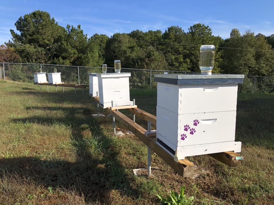 Figure 1. Newly established hives (Photo Credit: Allyson Shabel).