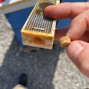 Figure 3. Remove the cork from candy end of the queen cage. (Photo Credit: Allyson Shabel)