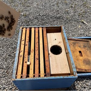 Figure 4. Package and queen cage in a brood box ready to put the lid on. (Photo Credit: Allyson Shabel)