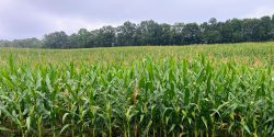 Corn Field in Wedowee, Alabama