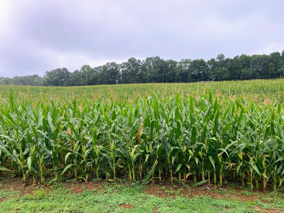 Corn Field in Wedowee, Alabama