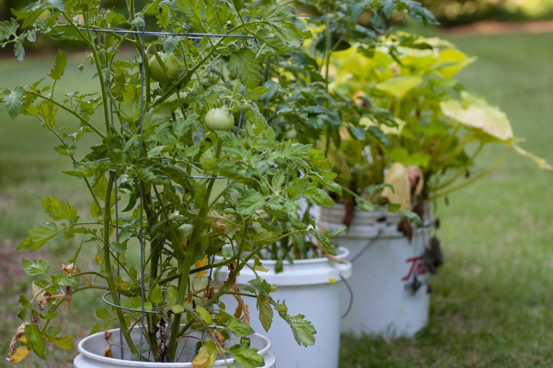 tomato plants in containers in a back yard