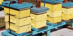 Blue and yellow beekeeping boxes