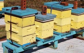 Blue and yellow beekeeping boxes