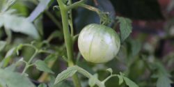 green tomato on the plant