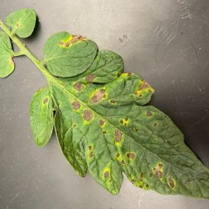 early blight on tomato leaves