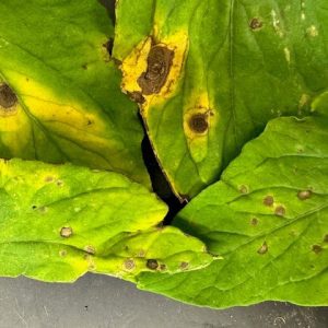 early blight on tomato leaves