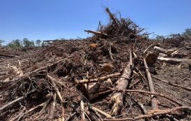 Figure 1. Woody biomass left on a conventional harvest site.