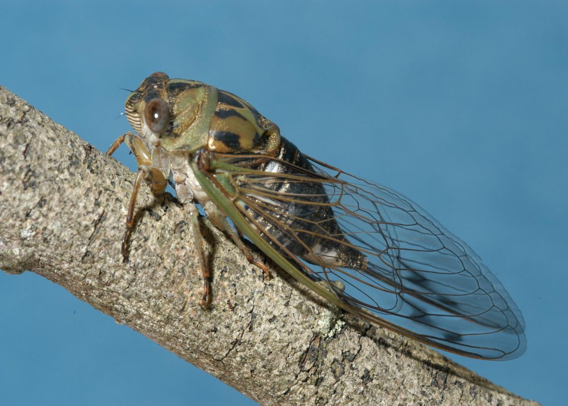 Predicted DoubleBrood Emergence of Cicadas a Nonevent for Alabama