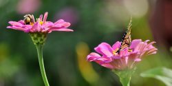 Bumble bee and butterfly on pink zinnia flowers. Blurry bokeh