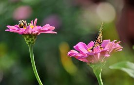 Bumble bee and butterfly on pink zinnia flowers. Blurry bokeh