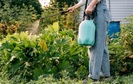 A woman sprays plants with chemicals from pests.