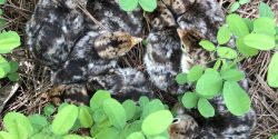 This group of newly hatched poults was easily found wandering in a closed canopy pine stand with little cover.