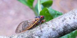 Periodical Cicada adult