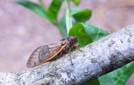 Periodical Cicada adult