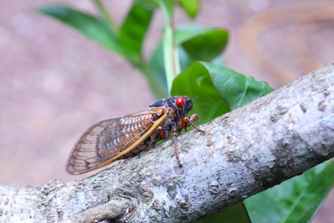 Predicted Double-Brood Emergence of Cicadas a Nonevent for Alabama ...