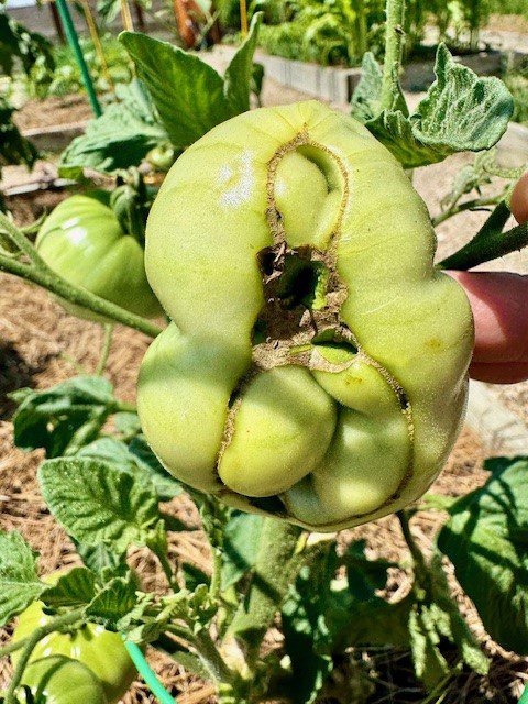 Catfacing of Tomatoes - Alabama Cooperative Extension System