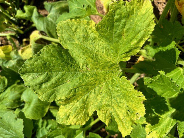 Mosaic Virus Diseases of Squash - Alabama Cooperative Extension System