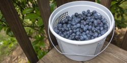 Blueberries in a bucket