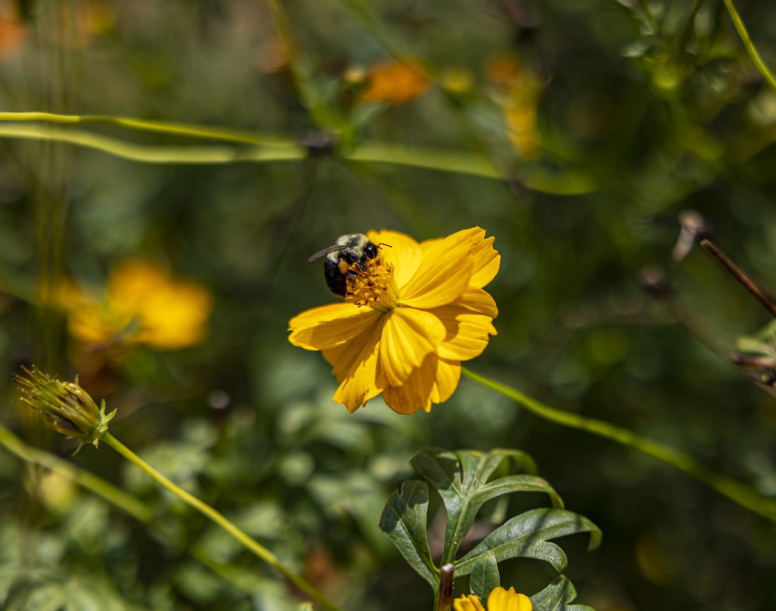Pollinator (bee) on a flower. Assessing sunlight is important to garden growth.